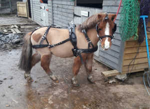 Shetland/small pony leather harness