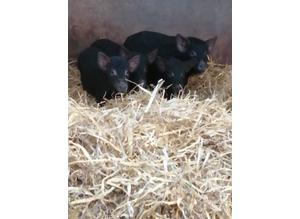 4 boar piglets 100 msg for updated picture