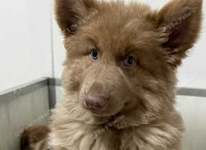 Ready now rare kcreg Isabella white and blue German shepherd pups