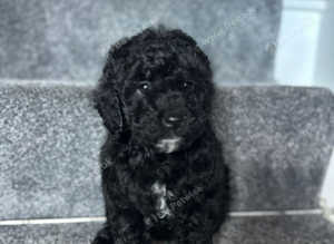 Cockerpoo boy