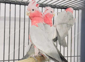 Stunning baby Galaa parrot