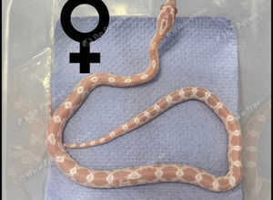 Hatchling female  snow corn snake