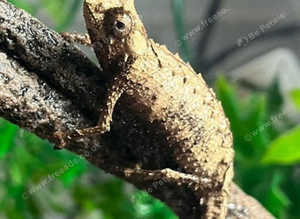 Rarely Available Pair of Brygooi Pygmy Chameleons