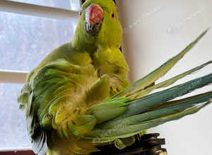 Stunning baby Indian ringnick parrot