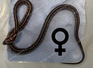 Tessera corn snake