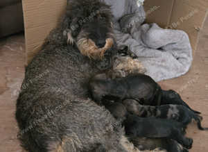 3dachshund puppies for sale ready 2 leave now