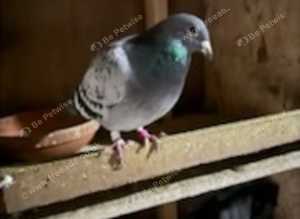 Mix pigeons fantail and racing pigeons