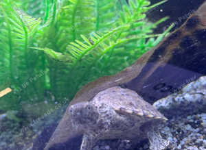 Razorback turtle