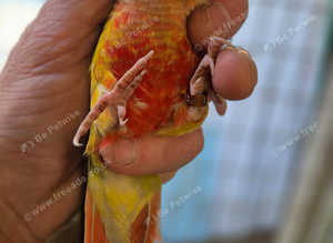 Male high red pineapple ck plus cage