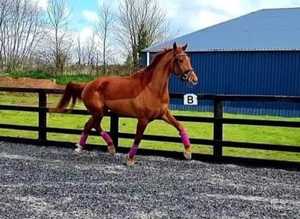 In foal to palamino stallion. Price if gone this week