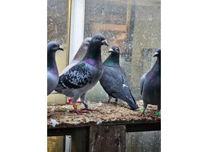 Racing pigeons  for sale..