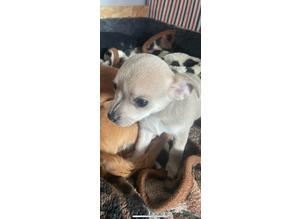 Chihuahua puppies 9 weeks old xx