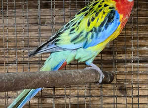 Rosellas