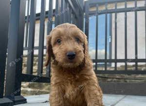 Cockerpoo puppy