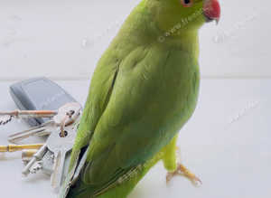 Stunning young Indian ringnick parrot