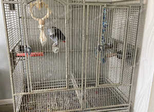 African Grey Parrot