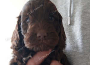 Cockapoo Puppies f1 show) last dark chocolate boy!!!!!.