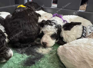 Parti brown/full brown health tested cockapoo