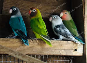 Beautiful love birds.