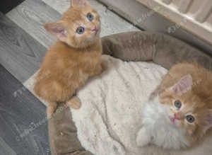 Gorgeous kittens