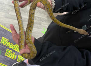 Super Dwarf Reticulated Python at Birmingham Reptiles