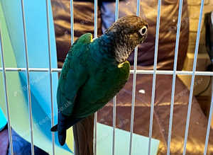 Beautiful young conure parrot