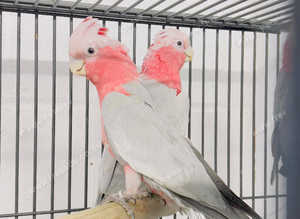Stunning gala parrot for sale