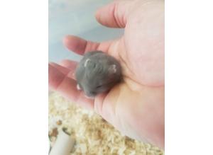 Dwarf hamster baby's boys and girls