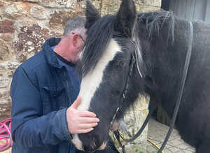 Friendly but green cob 15.1 hh, 11yo SOLD
