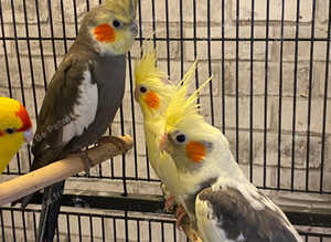 Beautiful young birds for sale
