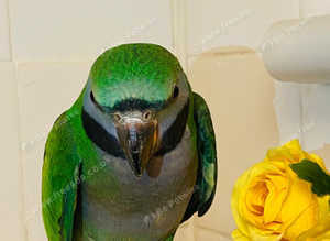 Beautiful young darbyan parrot