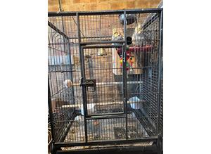 Cockatiels for with cage £150
