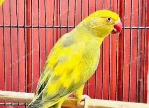 Stunning baby pied yellow Indian ringnick