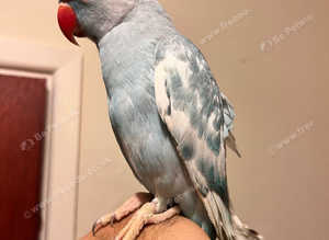 Stunning baby hand tamed pied blue