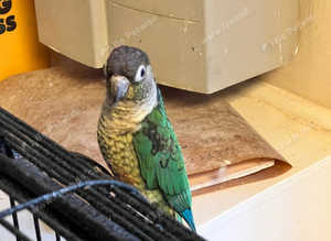 Stunning baby conure parrot