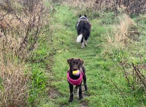 dog walker