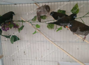 5 cock Bengalese Finch