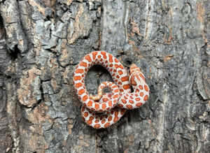 Hognose Snakes - Selection at Birmingham Reptiles