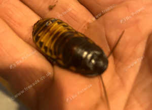 Hissing cockroaches and small enclosure