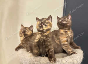 3 Rare chocolate tortie girls left Tica Pedigree reg