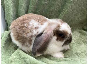 Beautiful Lop Female Rabbits for sale