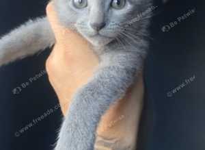 1 male left Gccf Russian blue kittens