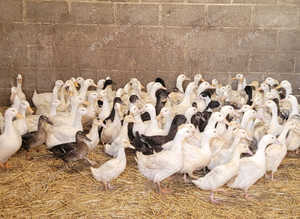 Ducks