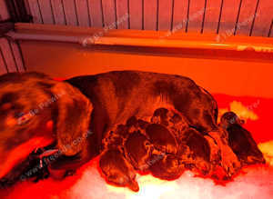 Dachshund  minature pra puppies