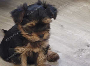 Yorkshire Terrier Male puppies from  Licensed Breeder.