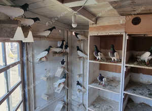 Pigeon for sale 10£