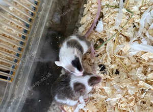 Fancy mice