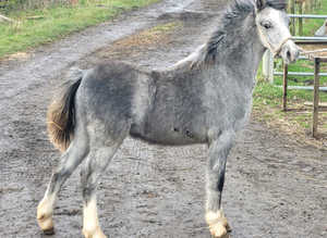 Welsh section A grey colt