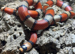 Stuarts Milk Snake at Birmingham Reptiles