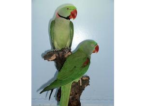 Breeding Pair of Alexandrine Parrots